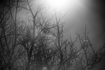 Silhouetted tree branches in black and white