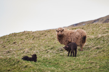 Mother sheep with lambs of Faroese sheep on the pasture or grazing land an ocean in background on Faroe islands during cloudy spring day Faroese sheep is a breed of sheep native to the Faroe Islands. 