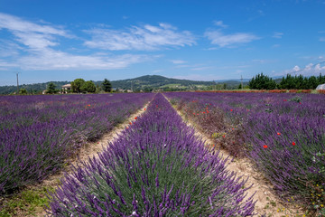 Fototapeta na wymiar views of wild lavender fields located in in the French provence