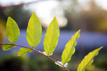 green leaves of flowers with beautiful bokeh