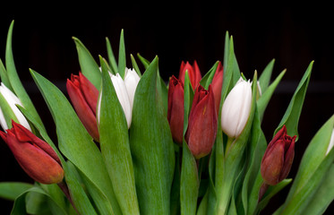 Naklejka premium Tulips in a bouquet on a dark background