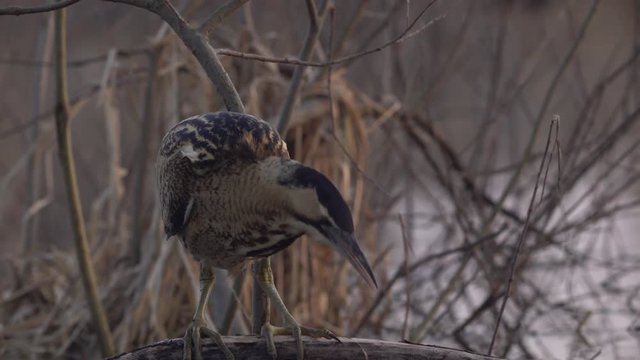 Great bittern catching fish