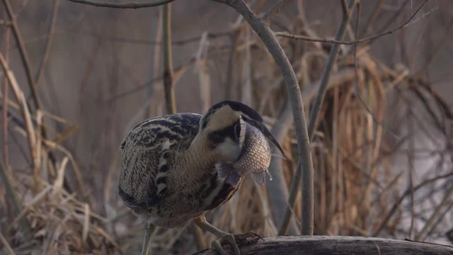 Great bittern catching fish