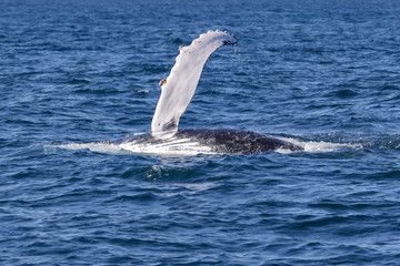 Humpback Whale (Megaptera novaeangliae) waving pectoral fin, Port Stephens, Australia