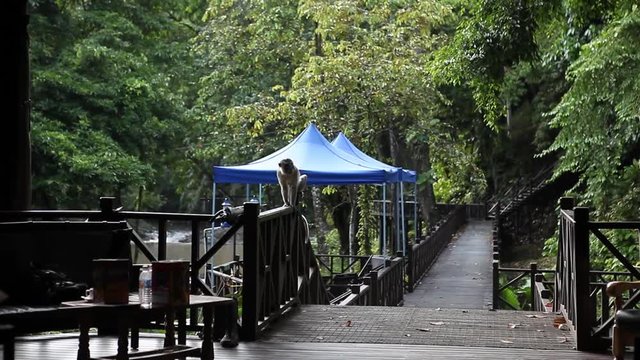Tabin Wildlife Resort, Lodge