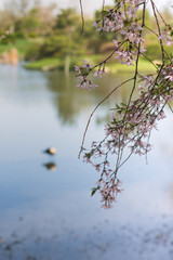 pink cherry blossoms on a branch in the Spring