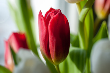 Fototapeta premium Tulips in a bouquet on a light background