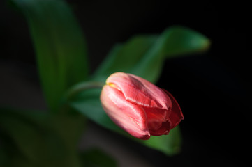 Tulips in a bouquet on a dark background