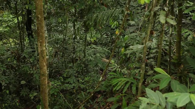 Natural rainforest, Malaysia, Borneo