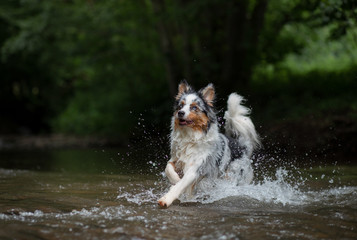 the dog runs on water, shakes off. Happy pet. active Australian Shepherd