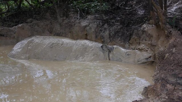 Sabah Rhino, mudbath