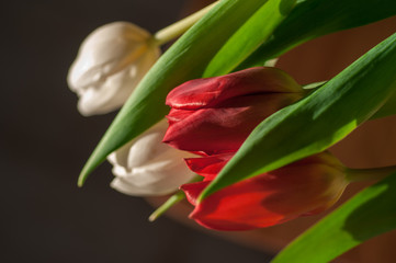 Tulips in a bouquet on a dark background