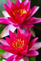beautiful lotus flower on the water