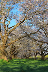 春の桜並木
