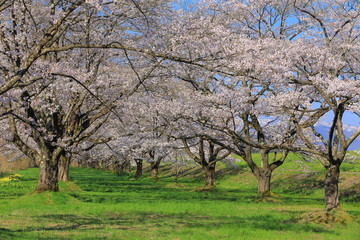 Fototapeta premium 春の桜並木