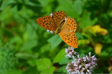 Papillon-4