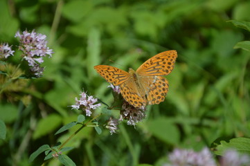 papillon-6