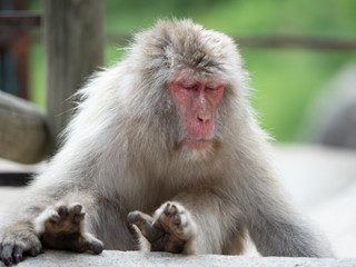 長野　地獄谷野猿公苑温泉