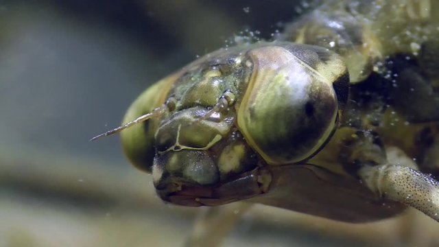 Libelle,  Mosaikjungfer, Larve