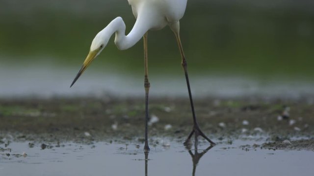 Great White Egre