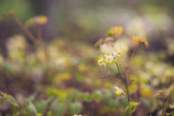yellow flowers at ground level on green background of grass