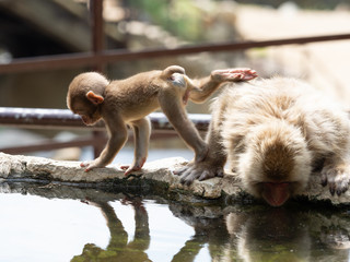 温泉を飲む母ザルと遊ぼうとしている子ザル　長野県地獄谷野猿公苑の風景　8月