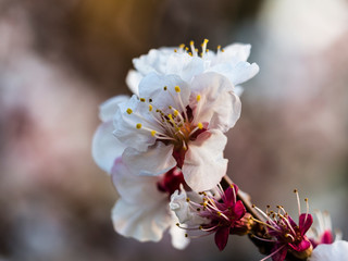 Flor de almendro