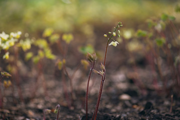 young flowering plant in soil