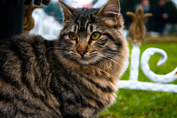 A green-eyed cat was a modal in its very beautiful ruins