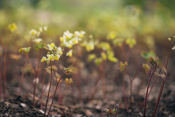 yellow flowers at ground level on a background