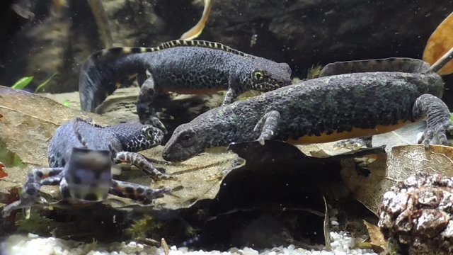 Bergmolche, Alpine newt, Ichthyosaura alpestris