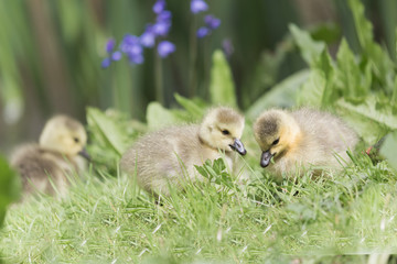 GOSLINGS IN FLOWERS