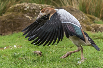 EGYPTIAN GOOSE WALKING WHILST FLAPPING ITS WINGS