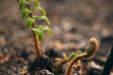 fern fronds in the spring