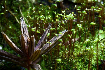 succulent plants forest