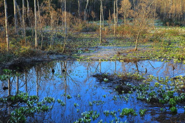 鳥海山と水芭蕉