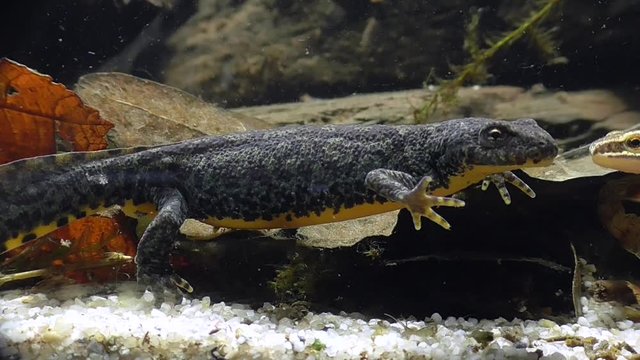 Bergmolche, Alpine newt, Ichthyosaura alpestris