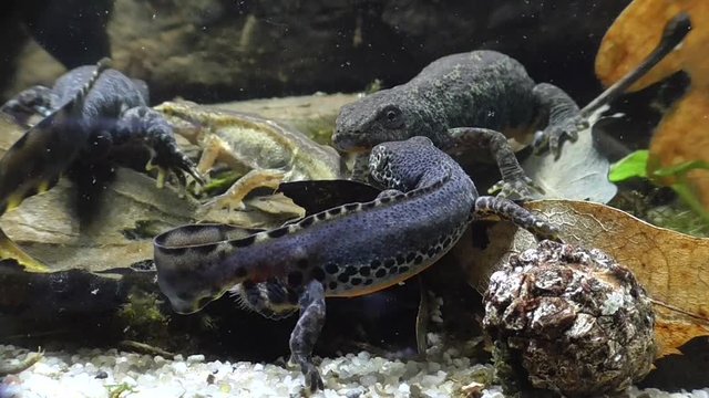 Bergmolche, Alpine newt, Ichthyosaura alpestris