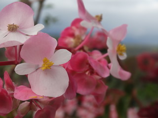 Fototapeta na wymiar Flores colombianas de jardin de campo
