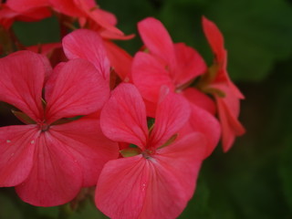 Flores colombianas de jardin de campo