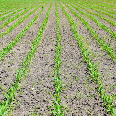 Fototapeta na wymiar Field of seedlings of corn. Young corn in the field