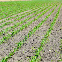 Field of seedlings of corn. Young corn in the field