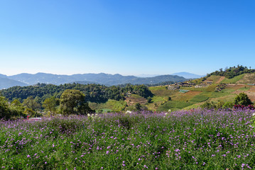 Fototapeta na wymiar Outdoor sunny view of flower field and retreat landscape with background mountain range, forest and clear blur sky at Mon Chaem mountaintop in Chiang Mai, Thailand.