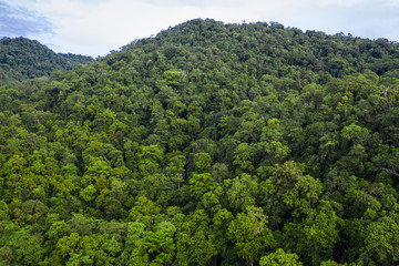 Fototapeta na wymiar Aerial of Rainforest Canopy in New Britain, Papua New Guinea