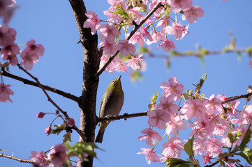 桜の花とメジロ