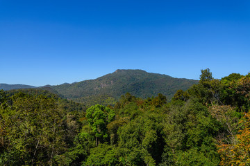 Fototapeta na wymiar Outdoor sunny view over plenty of treetop of rain forest and background of mountain peak in Chiang Mai, Thailand.