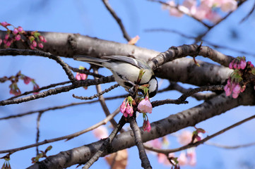 桜の花とシジュウカラ