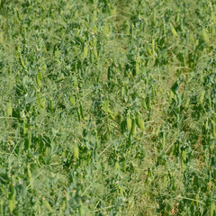 Obraz premium Green peas in the field. Growing peas in the field. Stems and pods of peas