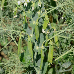 Green peas in the field. Growing peas in the field. Stems and pods of peas
