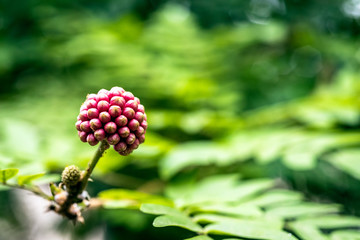 Calliandra haematocephala